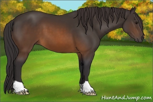 Horse Color: Buckskin 