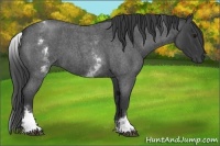 Horse Color:White Spotted Blue Roan 