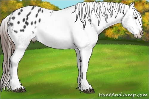 Horse Color: Brown Blanket 