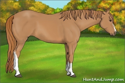 Horse Color: Chestnut 