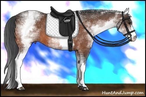 Horse Color: White Spotted Bay 