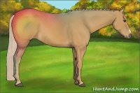 Horse Color:Palomino