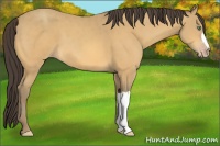 Horse Color:Amber Cream Champagne 