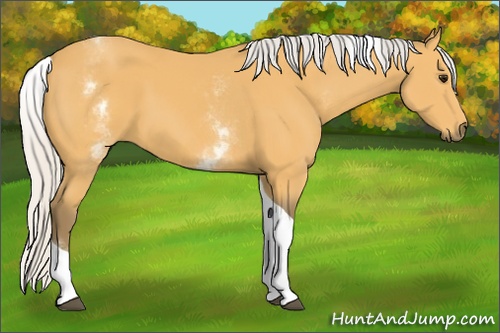 Horse Color: White Spotted Silver Buckskin Tobiano 
