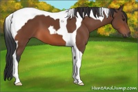 Horse Color:Bay Tobiano 
