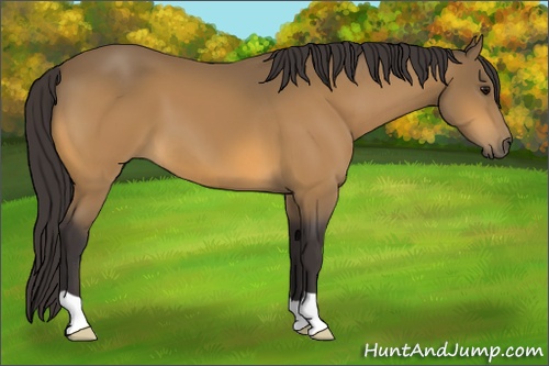 Horse Color: Buckskin 