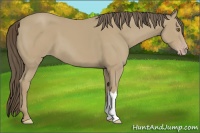 Horse Color:Classic Cream Champagne 