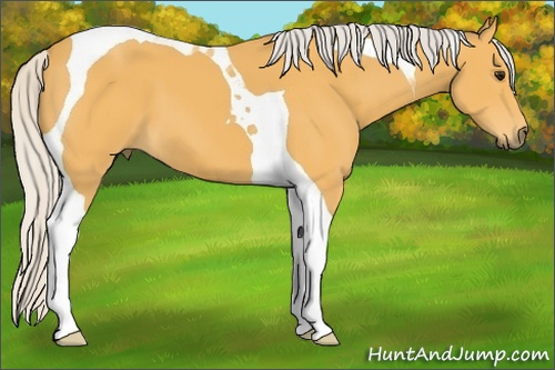 Horse Color: Silver Buckskin Tobiano 