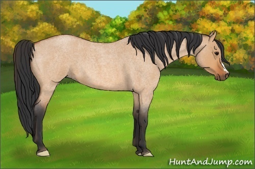 Horse Color:Bay Roan Dun 