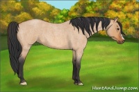 Horse Color:Bay Roan Dun 
