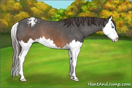 Horse Color:Brown Splash Appaloosa 