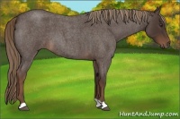 Horse Color:Liver Red Roan 