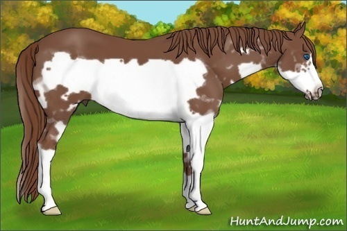 Horse Color: Liver Chestnut Splash Frame 