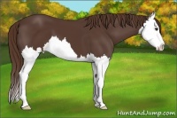 Horse Color:Liver Chestnut Splash 