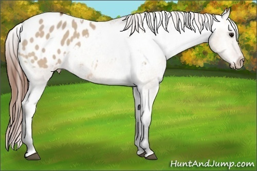 Horse Color:Bay Dun Appaloosa 