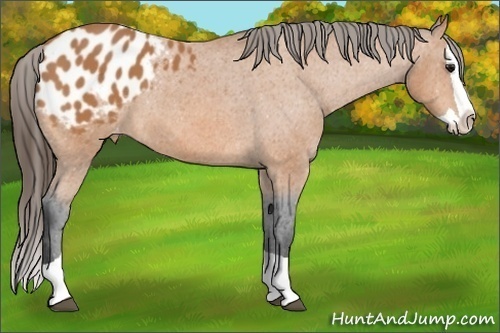Horse Color:Bay Splash Appaloosa 
