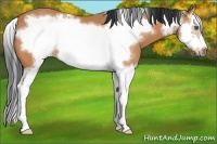 Horse Color:Bay Splash Frame