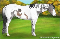 Horse Color:Brown Splash Tobiano