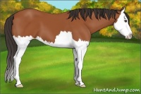 Horse Color:Bay Splash