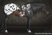 Horse Color:Brown Appaloosa 