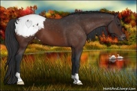 Horse Color:Brown Appaloosa