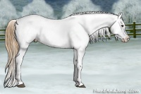 Horse Color:Chestnut Appaloosa