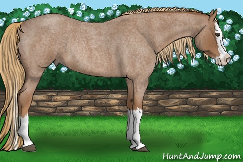 Horse Color:Red Roan Splash Rabicano