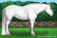 Horse Color:White Spotted Black Splash Fewspot 