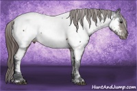 Horse Color:Brown Appaloosa 