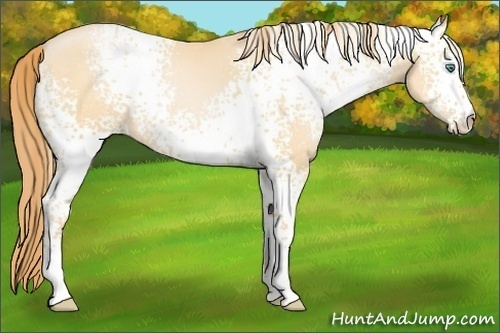 Horse Color: White Spotted Smoky Black Pearl 