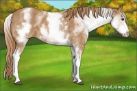 Horse Color:White Spotted Chestnut 
