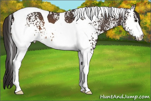 Horse Color: White Spotted Buckskin Tobiano 