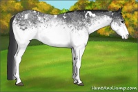 Horse Color:White Spotted Black 
