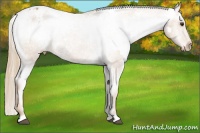 Horse Color:White Spotted Chestnut Appaloosa 