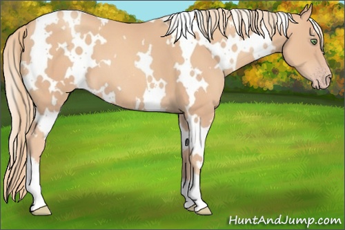 Horse Color: White Spotted Gold Champagne 