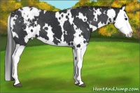 Horse Color:White Spotted Black Splash Appaloosa