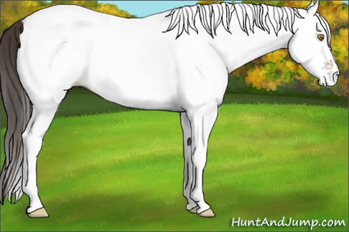 Horse Color: White Spotted Amber Champagne 