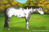 Horse Color:Grullo Frame 