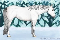 Horse Color:Gray Bay Sabino 