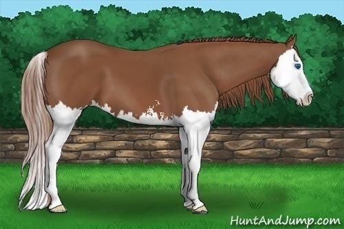 Horse Color: Chestnut Sabino Splash 