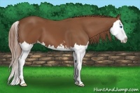 Horse Color:Chestnut Sabino Splash 