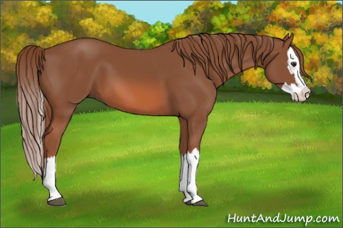 Horse Color: Chestnut Splash 