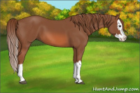 Horse Color:Chestnut Splash 