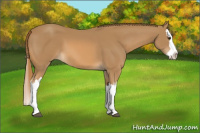 Horse Color:Chestnut Splash 