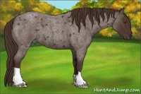Horse Color:Liver Red Roan 