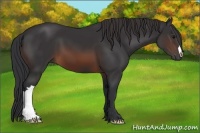 Horse Color:Brown 