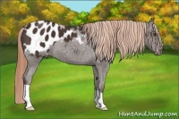 Horse Color:Liver Chestnut Blanket 
