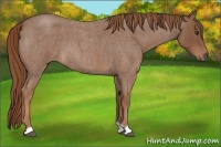 Horse Color:Red Roan