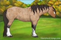 Horse Color:Buckskin Roan 