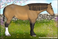 Horse Color:Buckskin 